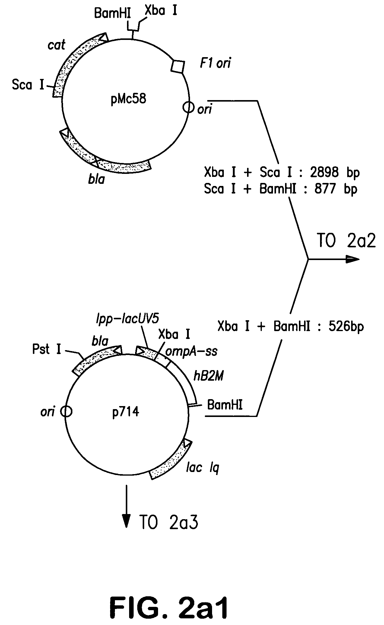 Immunoprotective influenza antigen and its use in vaccination