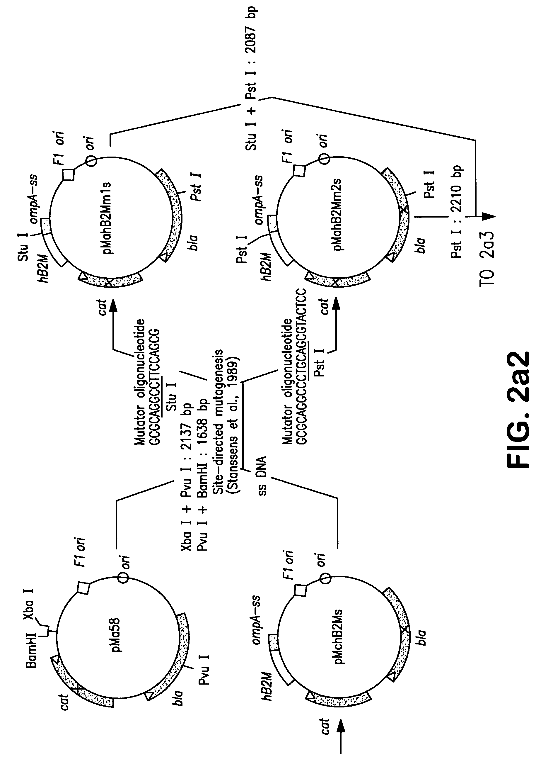 Immunoprotective influenza antigen and its use in vaccination