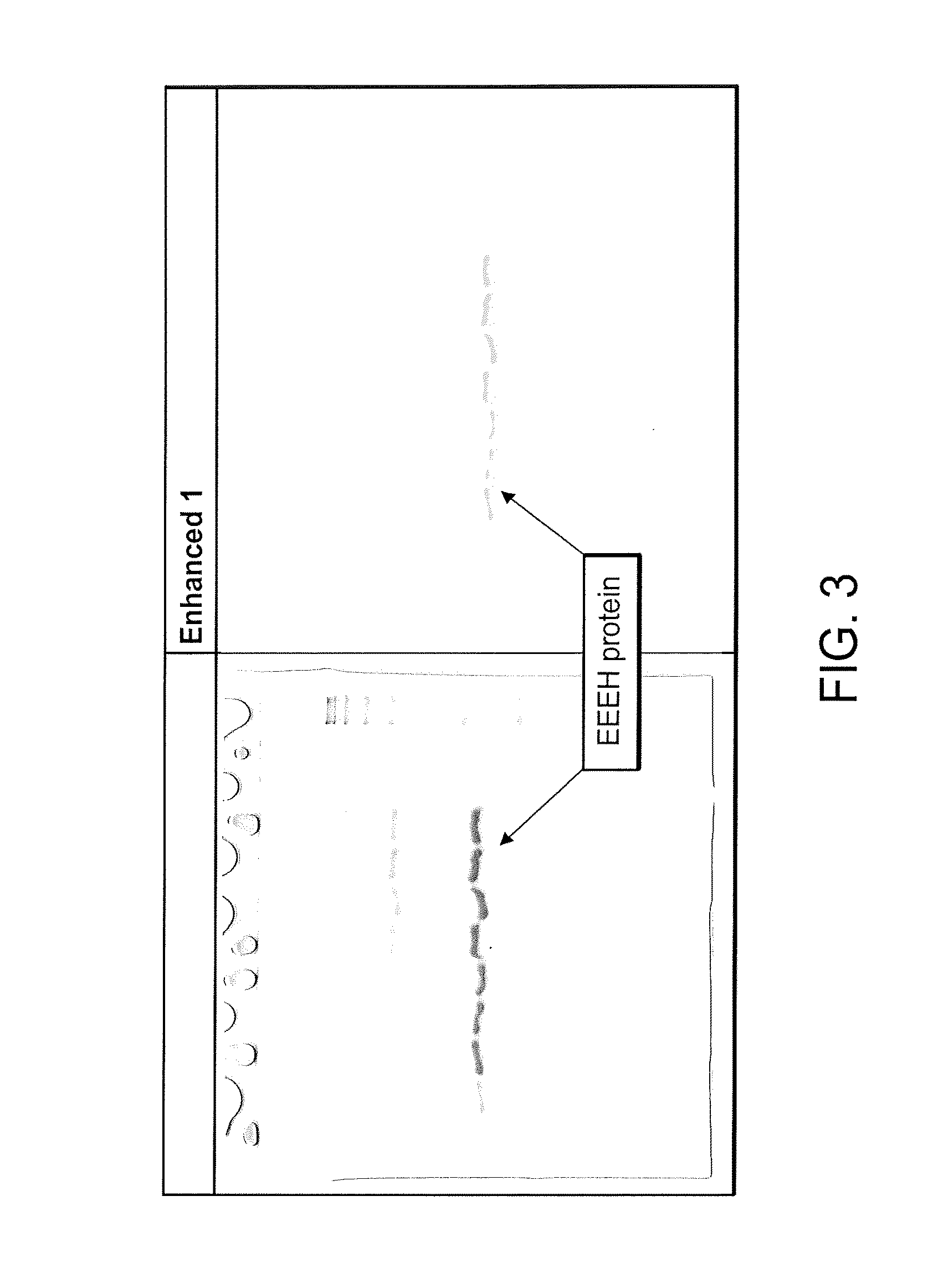 Oligonucleotide analogs as therapeutic agents