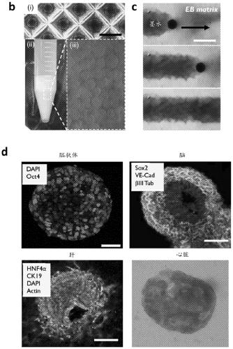 Tissue construct, methods of producing and using the same