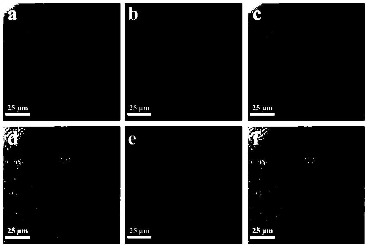 Cell membrane magnetic carbon nanotube drug screening material and preparation method and application