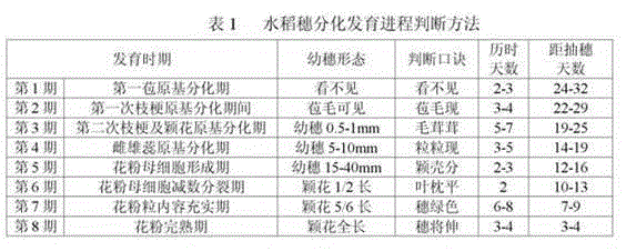 Method for detecting sterility of photo-thermo-sensitive genic male sterile rice according to multiphase and multi-sample method