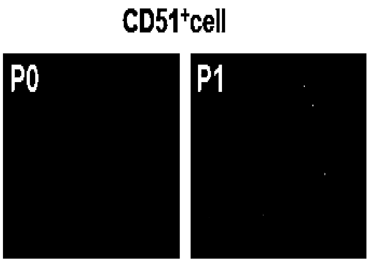 Separation and culture method and application of testicle mesenchymal stem cells