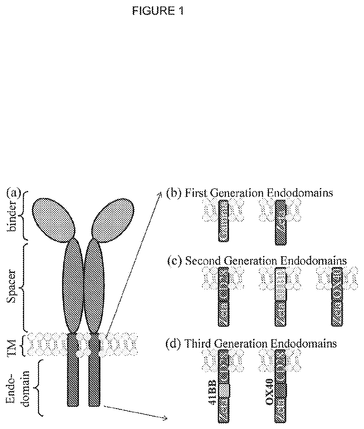 Chimeric antigen receptor (CAR) signalling system