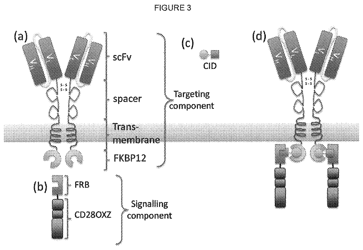 Chimeric antigen receptor (CAR) signalling system