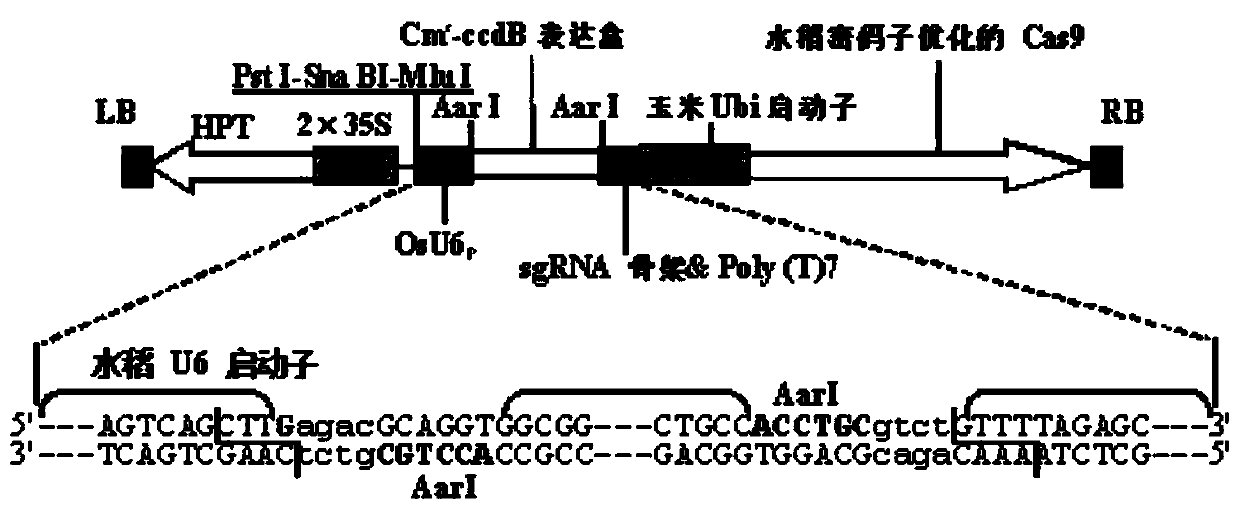 High-resolution-ratio dissolution curve detection method for mutation of OsNramp5 gene specific site