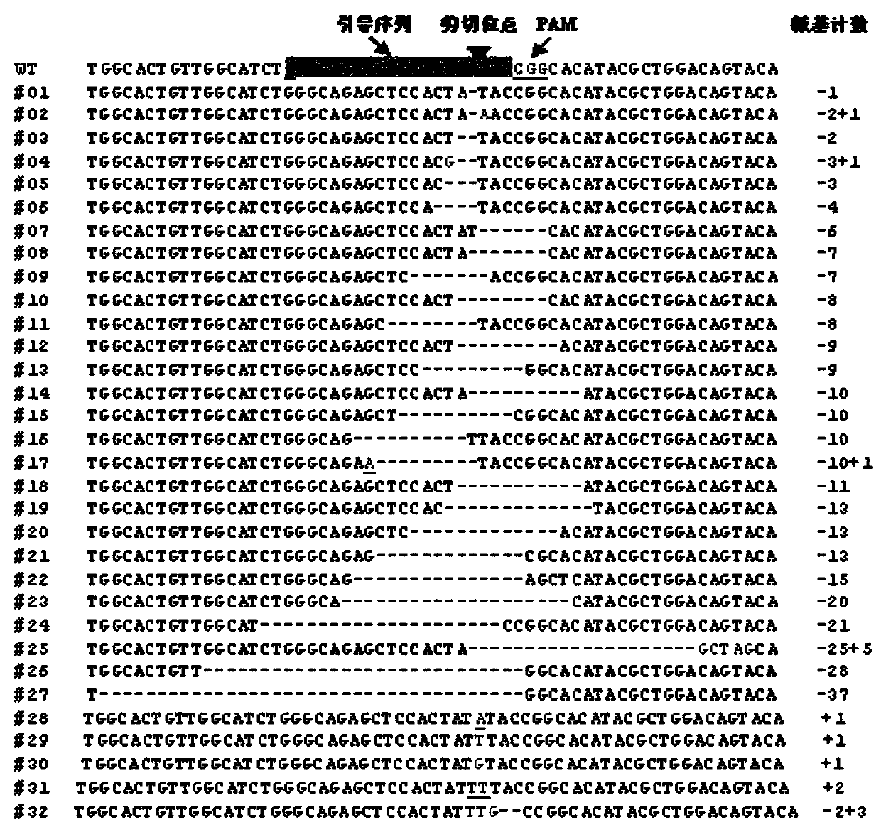 High-resolution-ratio dissolution curve detection method for mutation of OsNramp5 gene specific site