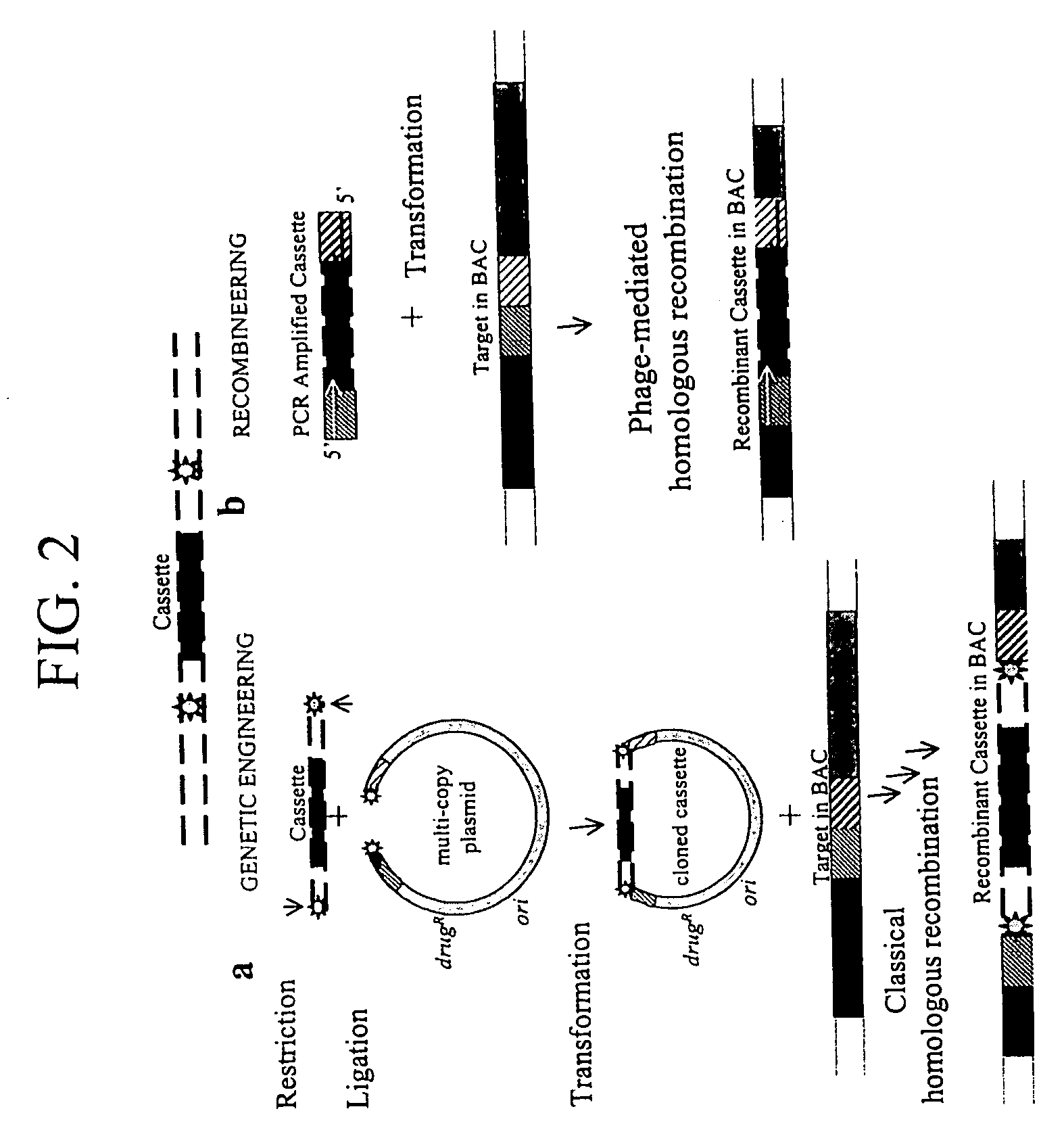 Enhanced homologous recombination mediated by lambda recombination proteins