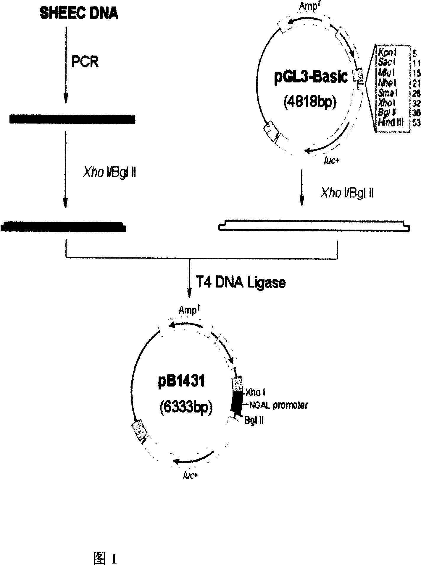 Transcriptional control element of human lung carcinoma cell NGAL gene promoter region