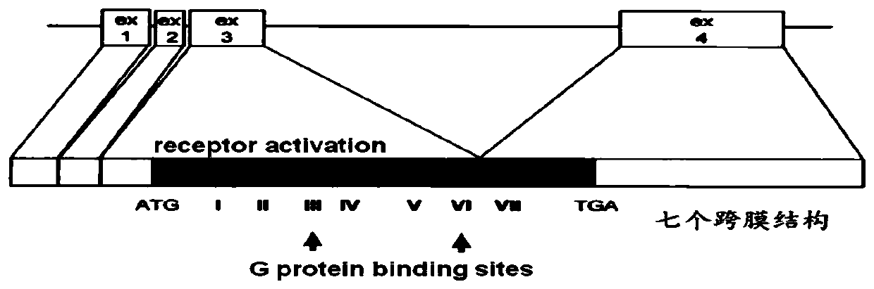 The application of gene and the construction method of animal model