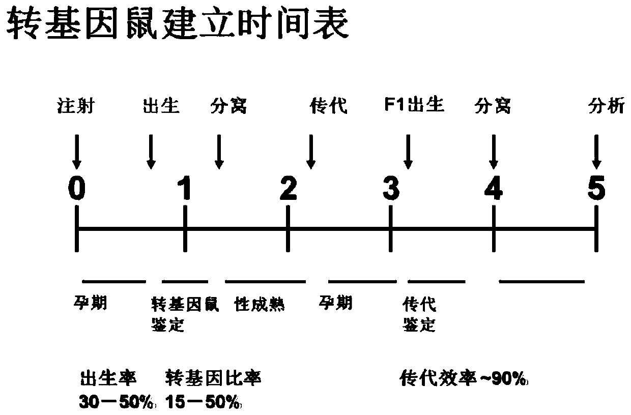 The application of gene and the construction method of animal model