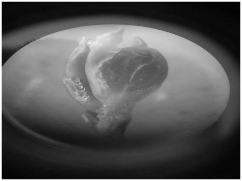 Method for inducing formation of callus by using overwintering flower buds of lonicera fragrantissima