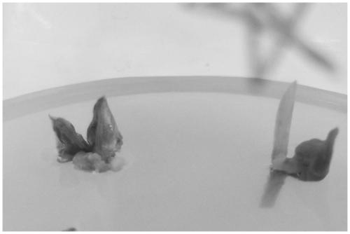 Method for inducing formation of callus by using overwintering flower buds of lonicera fragrantissima