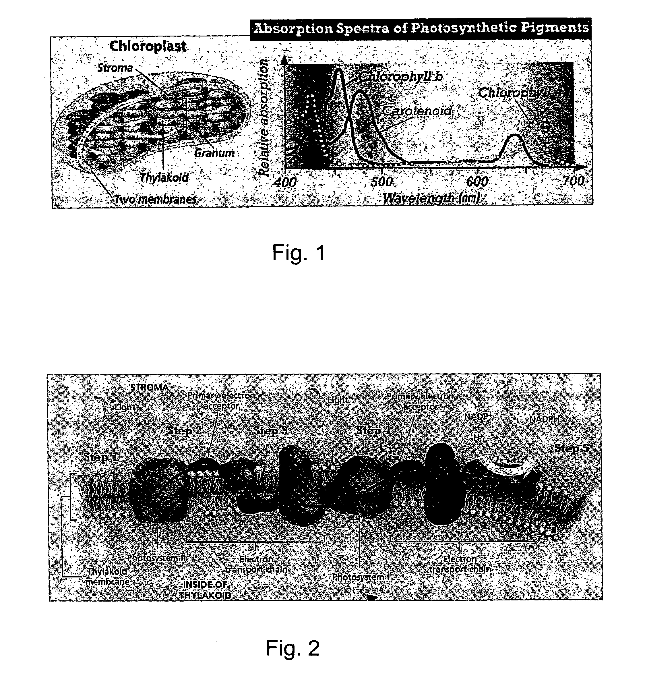 Method and apparatus for enhancing biological photon receptors using plasmon resonance