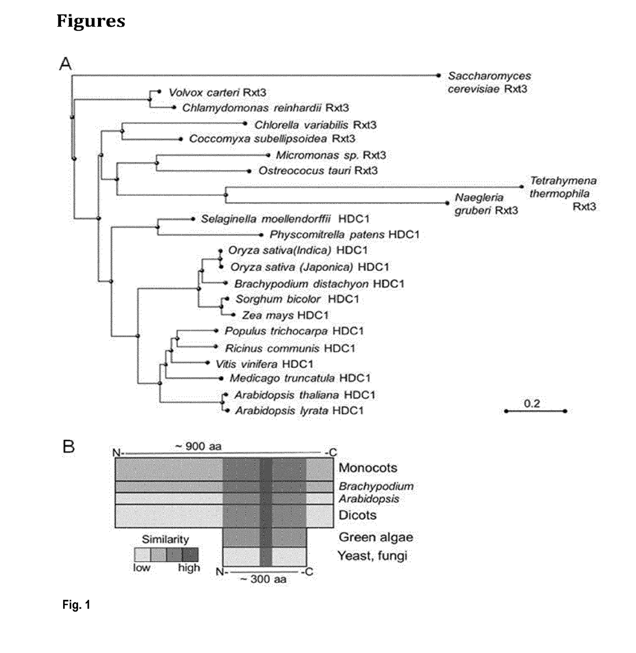 Methods and means for increasing stress tolerance and biomass in plants