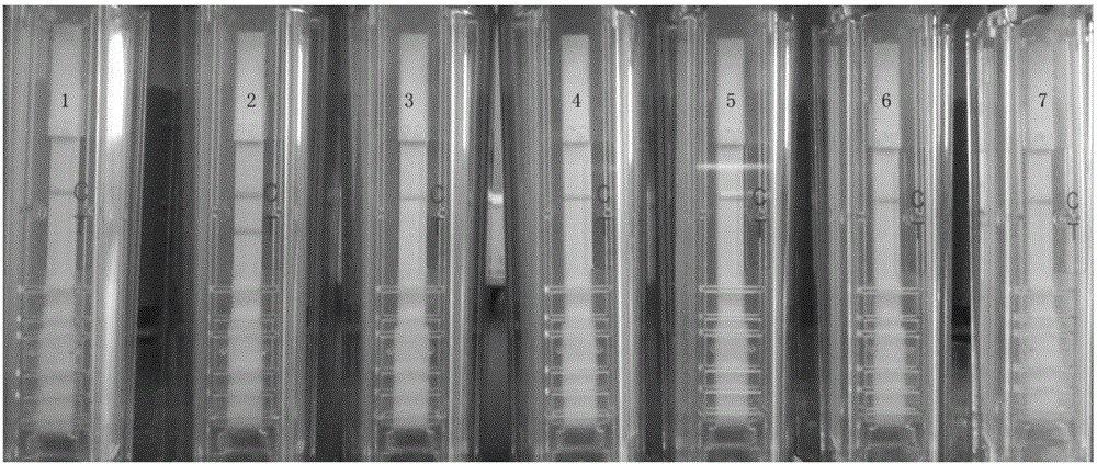 Nucleic acid test strip for detecting cucumber green mottle mosaic viruses and application of nucleic acid test strip