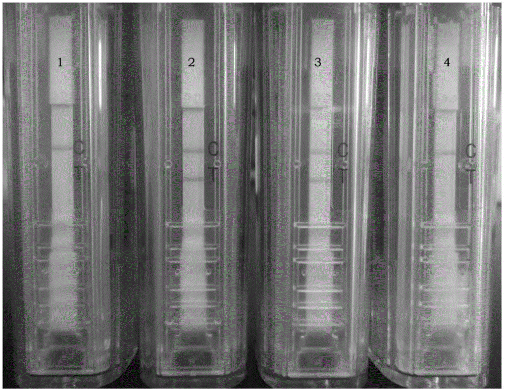 Nucleic acid test strip for detecting cucumber green mottle mosaic viruses and application of nucleic acid test strip