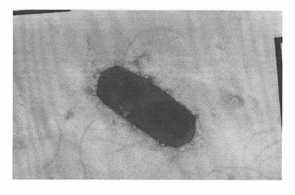 Bacillus subtilis and application thereof