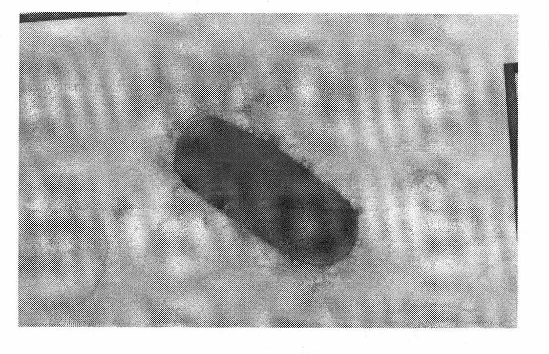 Bacillus subtilis and application thereof