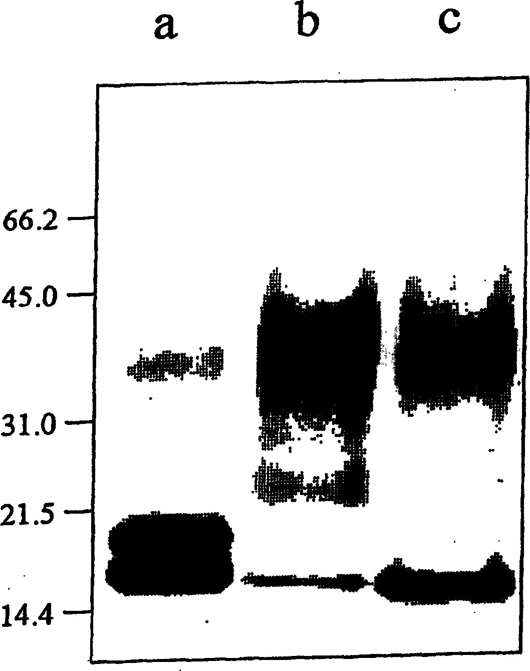 Recombinant DNA encoding the major allergen of plantago lanceolata pollen, PLA L 1, and applications thereof