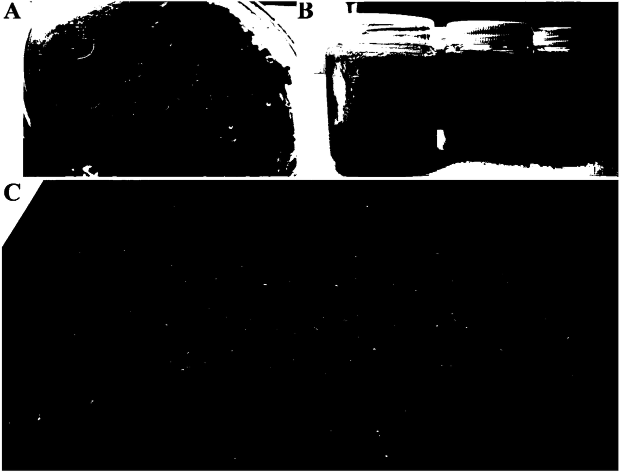 Rapid propagation and efficient cultivation technology for resuscitation plants