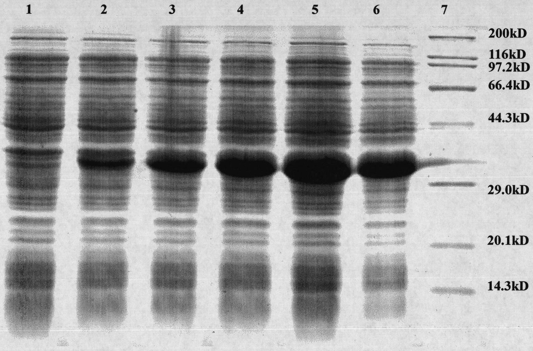 Gene synthesis duck alpha interferon gene and protein expression