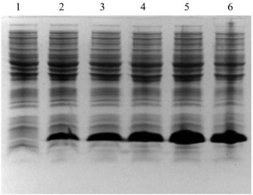 Production method of semaglutide precursor