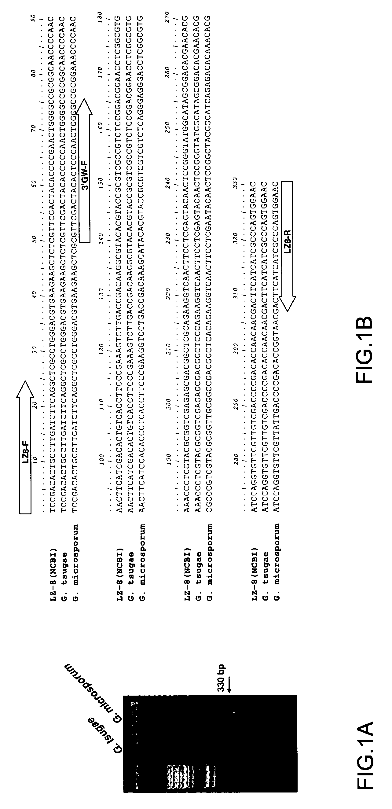 Immunomodulatory protein cloned from ganoderma microsporum