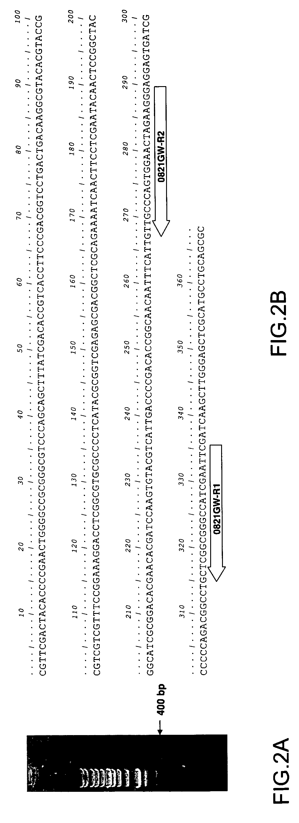 Immunomodulatory protein cloned from ganoderma microsporum