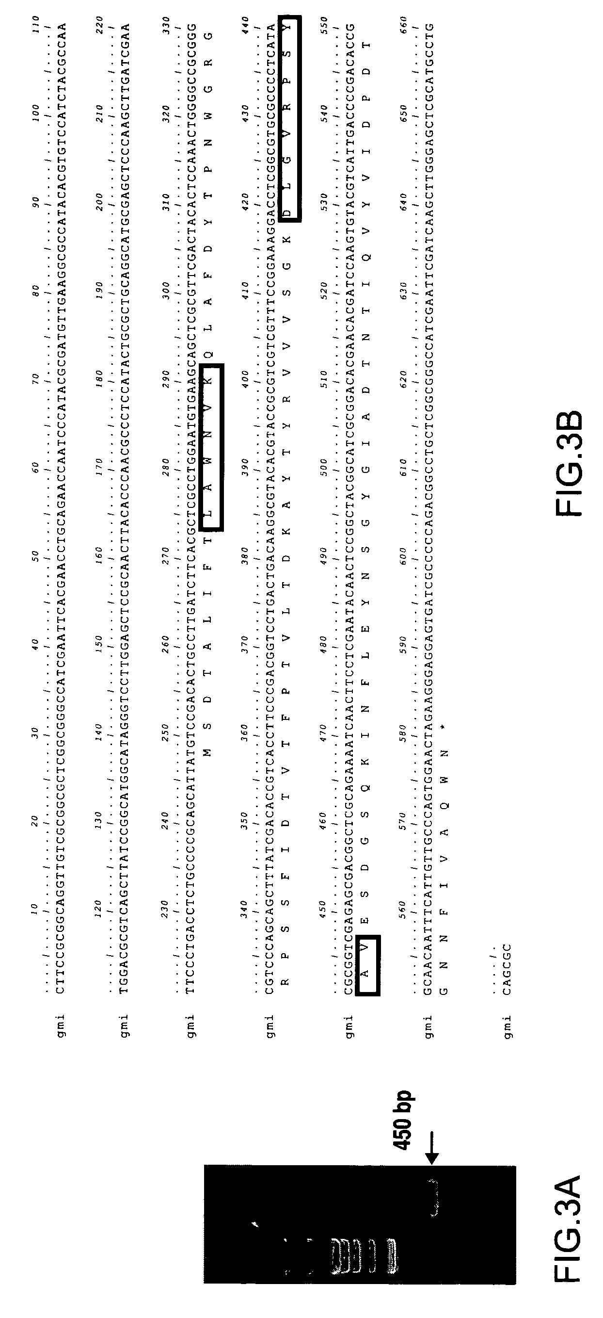 Immunomodulatory protein cloned from ganoderma microsporum