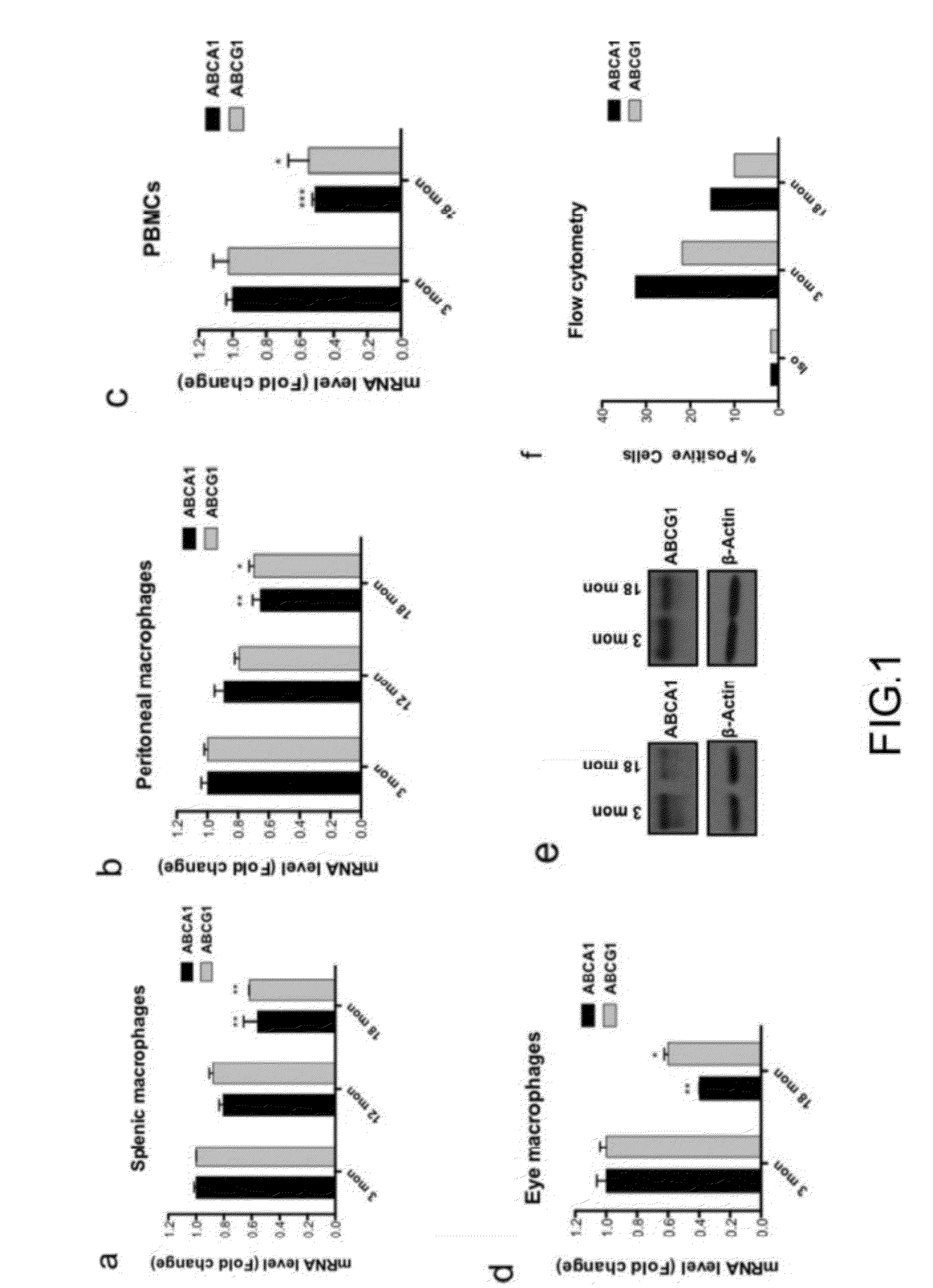 Inhibition of choroidal neovascularization