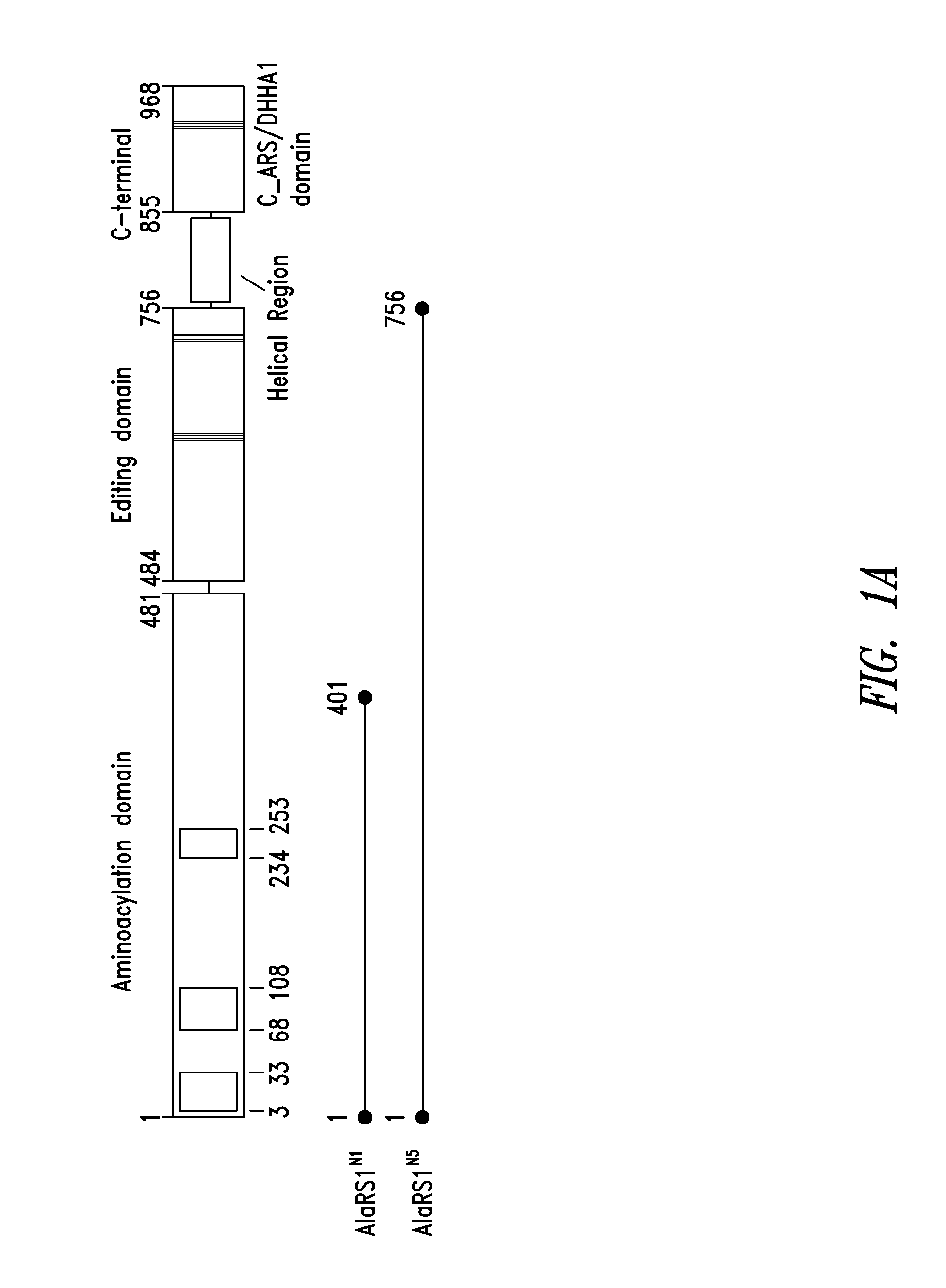 Innovative discovery of therapeutic, diagnostic, and antibody compositions related to protein fragments of alanyl-trna synthetases