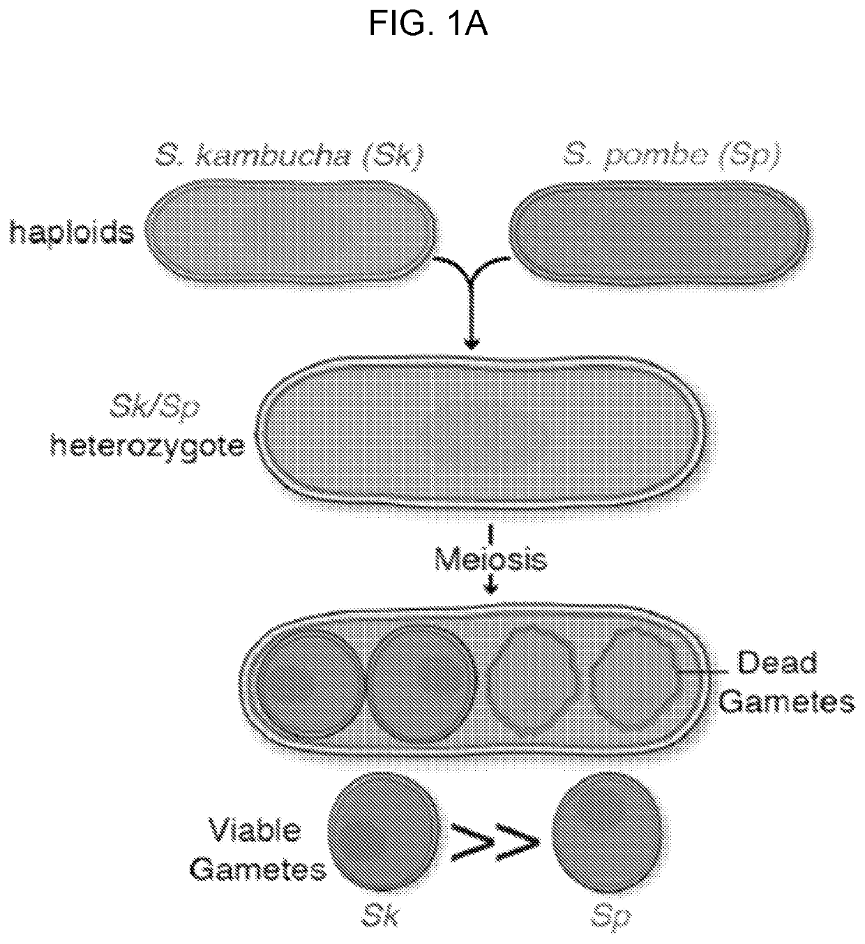 Compositions and methods of dual poison-antidote meiotic drivers