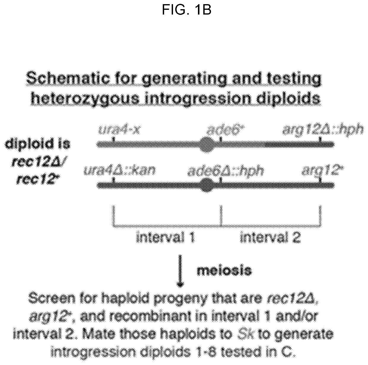 Compositions and methods of dual poison-antidote meiotic drivers