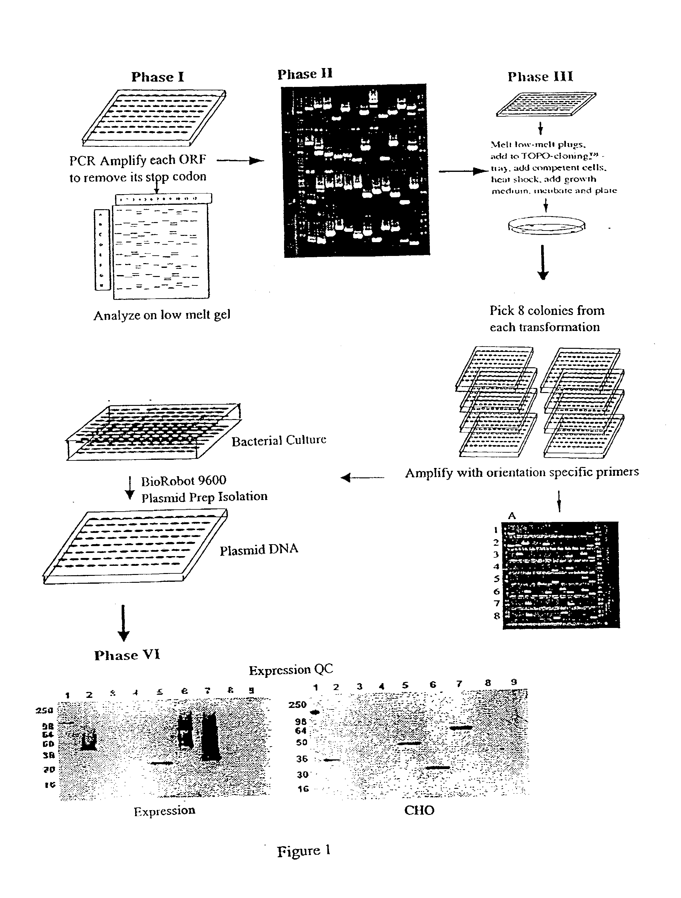 Methods for producing libraries of expressible gene sequences