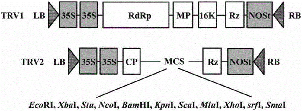 Verticillium dahliae adenylate kinase target gene fragment and interference vector and application thereof