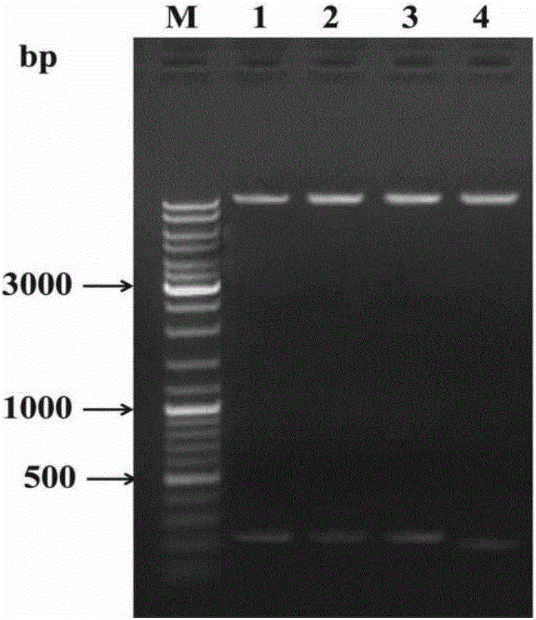 Verticillium dahliae adenylate kinase target gene fragment and interference vector and application thereof