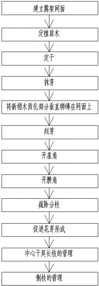 Trimming method for elongated and upright trunks of pear trees