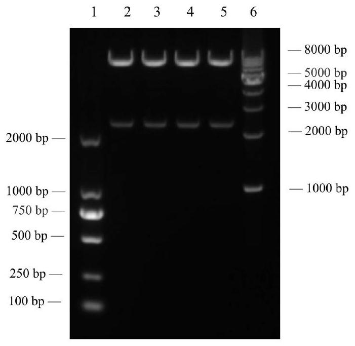 HER2 and MESO combined double-target CAR-T vector as well as construction method and application thereof in cancers