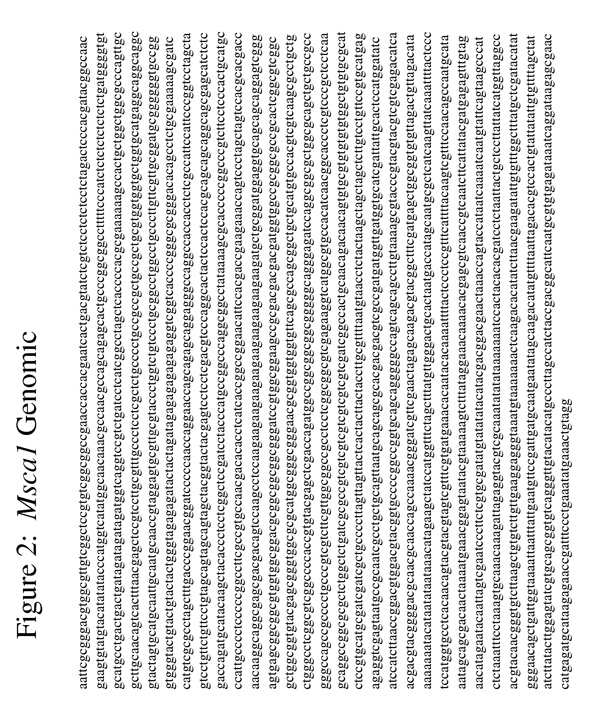 Msca1 nucleotide sequences impacting plant male fertility and method of using same