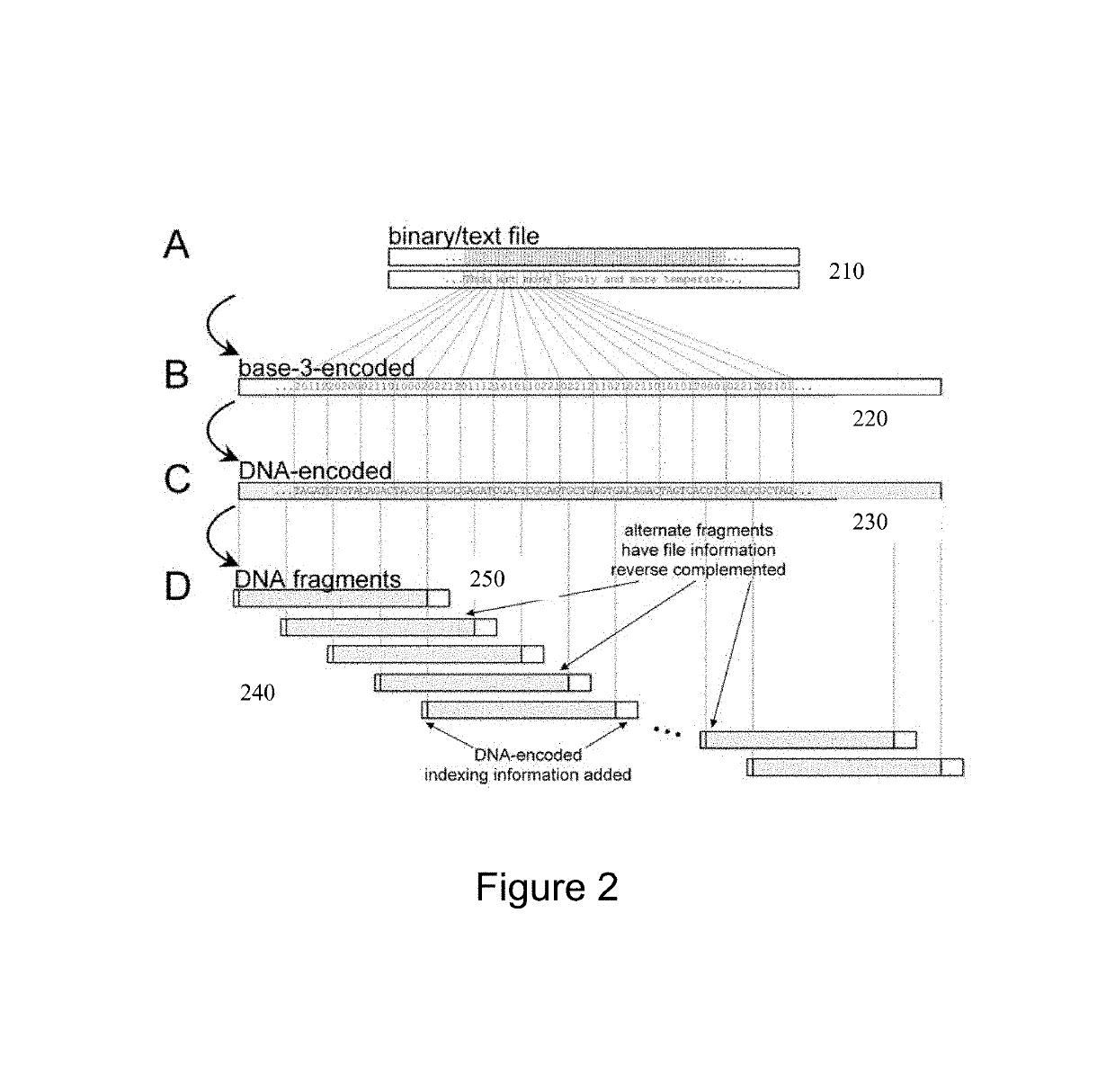 High-capacity storage of digital information in DNA