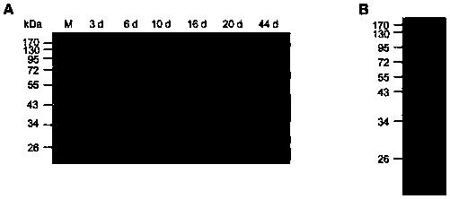 Swine trichinella spiralis vaccine as well as preparation method and application thereof