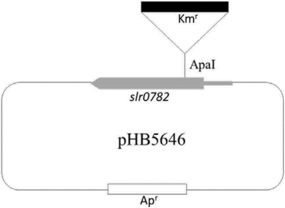 Culture medium and culture method for promoting synechocystis sp. to secrete amino acids and algal strain