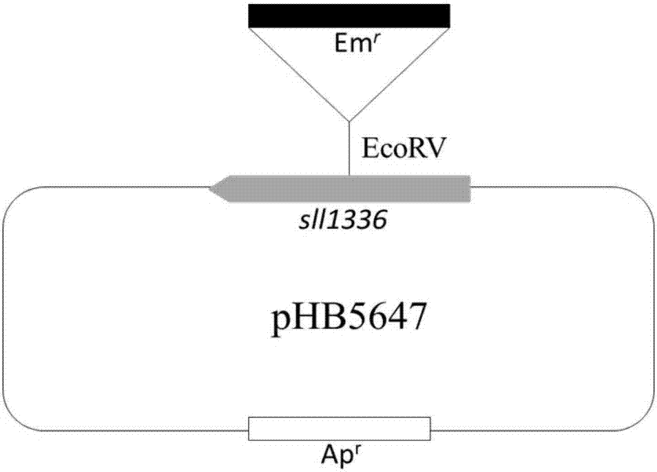 Culture medium and culture method for promoting synechocystis sp. to secrete amino acids and algal strain