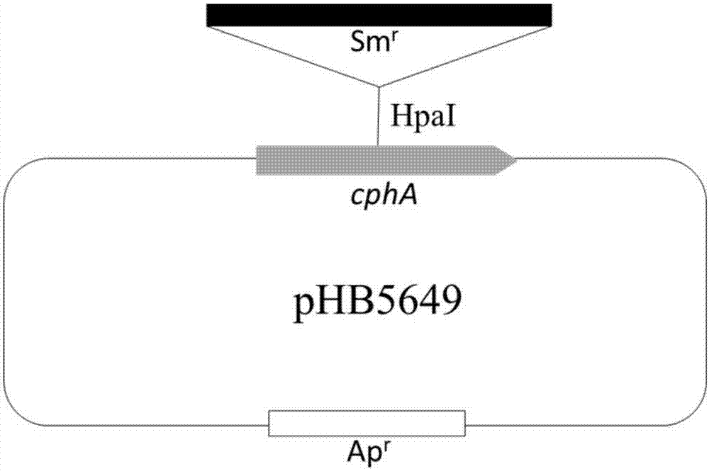 Culture medium and culture method for promoting synechocystis sp. to secrete amino acids and algal strain