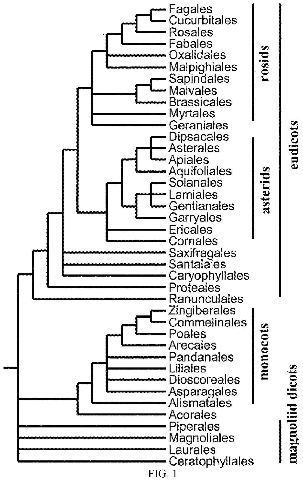 Enhancement of plant yield vigor and stress tolerance