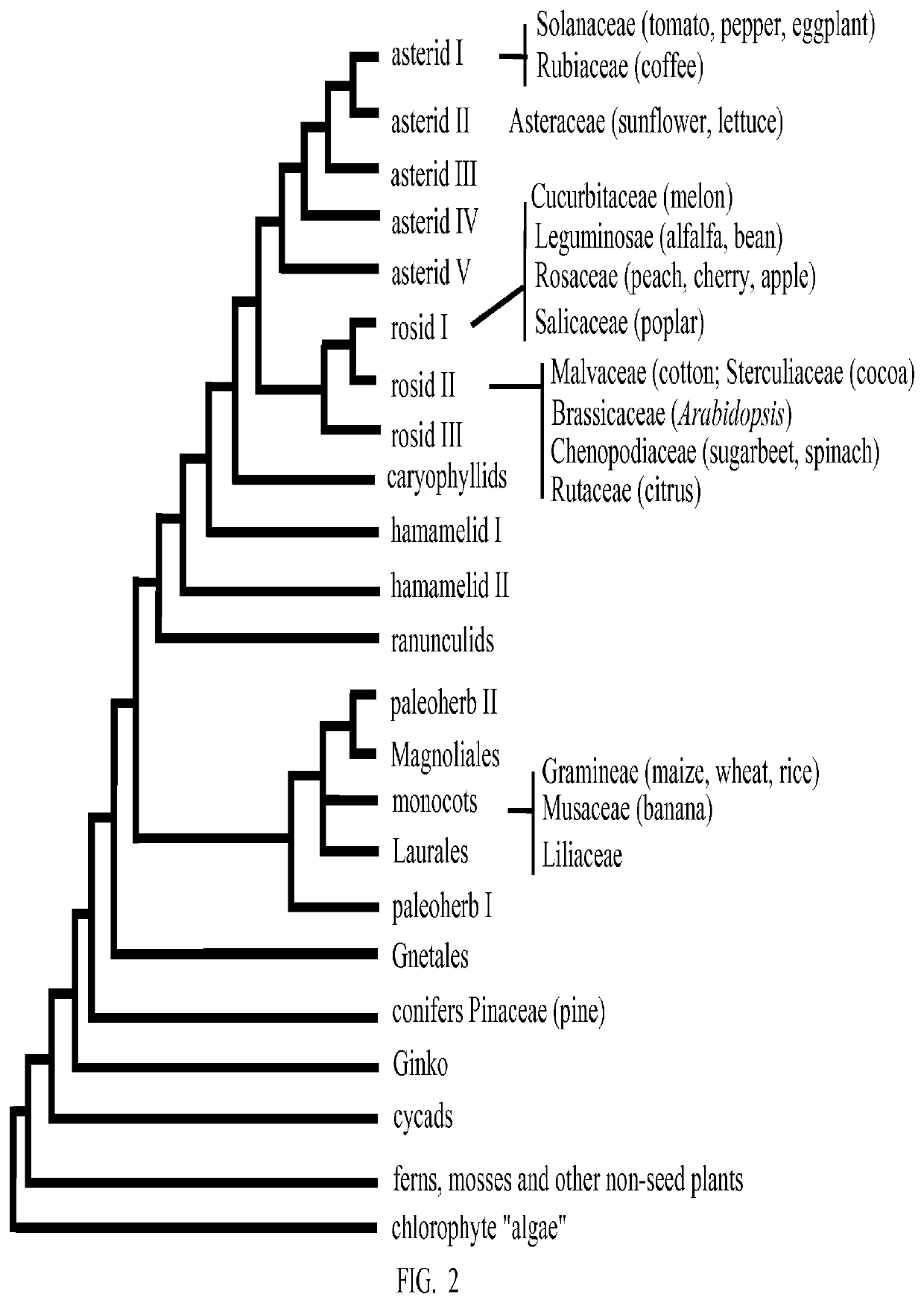 Enhancement of plant yield vigor and stress tolerance