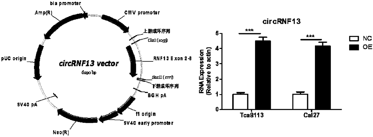 Application method of annular RNAcircRNF13