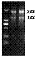 Safflower Chalcone Isomerase Chi Gene and Its Application