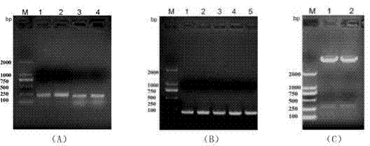 Safflower Chalcone Isomerase Chi Gene and Its Application